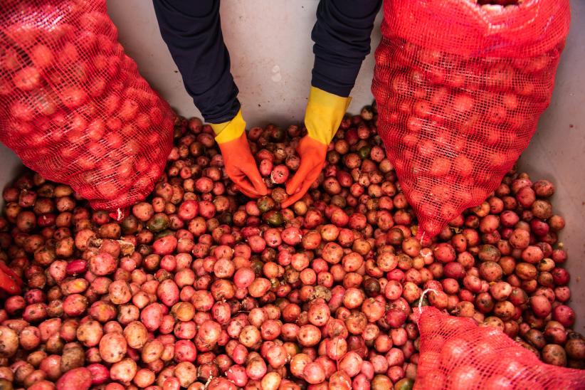 Recuperación de alimentos en la Unidad Agroalimentaria Metropolitana