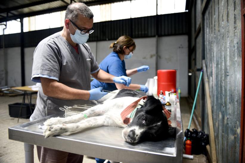 Jornada de castraciones gratuitas de perros y gatos en Piedras Blancas