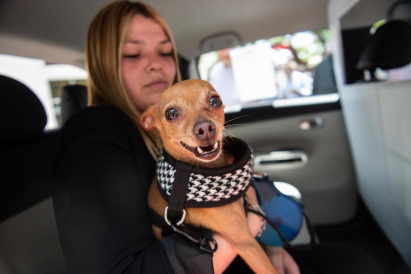 Presentación de sticker para identificación de taxis pet friendly,  11 de noviembre de 2022