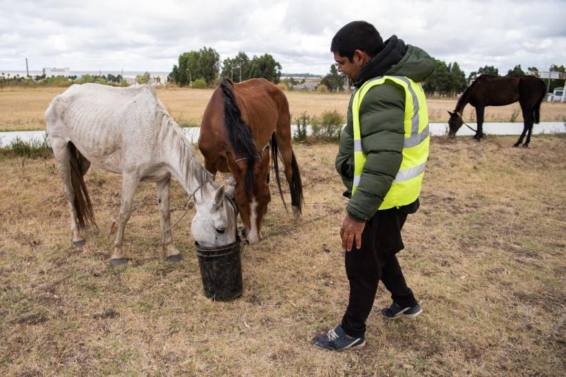 Jornada de adopción de caballos en el marco de la reconversión laboral de clasificadores, 17 de febrero de 2023