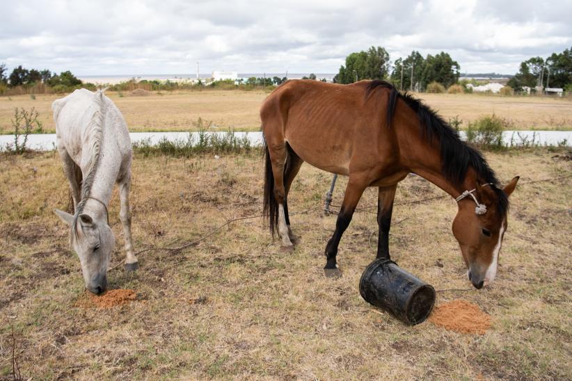 Jornada de adopción de caballos en el marco de la reconversión laboral de clasificadores, 17 de febrero de 2023