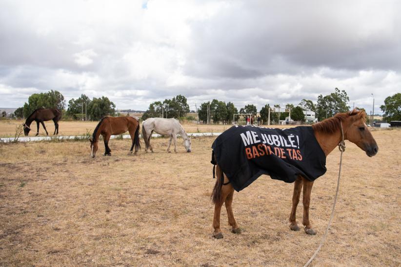 Jornada de adopción de caballos en el marco de la reconversión laboral de clasificadores, 17 de febrero de 2023