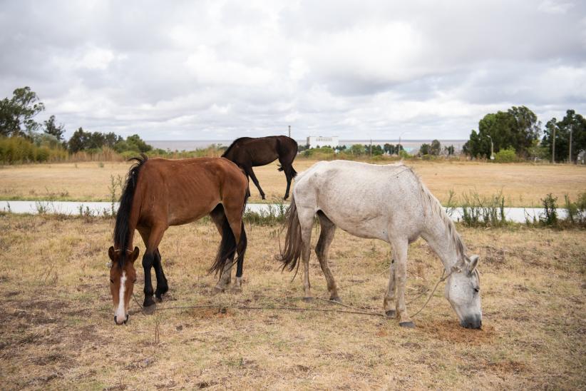 Jornada de adopción de caballos en el marco de la reconversión laboral de clasificadores, 17 de febrero de 2023