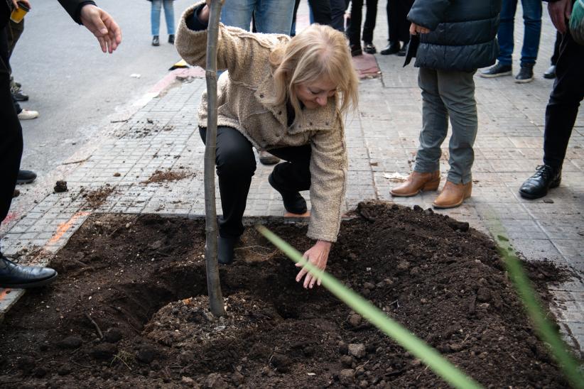 Plantación de árboles en Av.18 de Julio en el marco del proyecto de arbolado en Montevideo