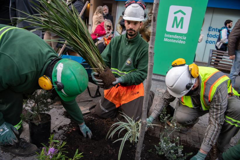 Plantación de árboles en Av.18 de Julio en el marco del proyecto de arbolado en Montevideo