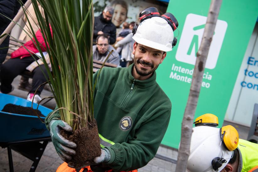 Plantación de árboles en Av.18 de Julio en el marco del proyecto de arbolado en Montevideo