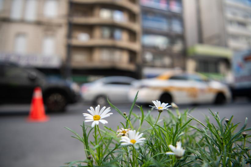 Plantación de árboles en Av.18 de Julio en el marco del proyecto de arbolado en Montevideo