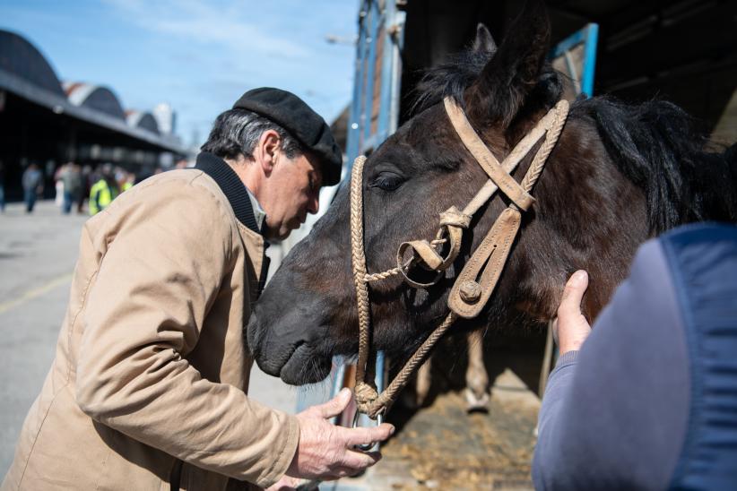 Jornada de adopción de caballos en el marco de la reconversión laboral de clasificadores