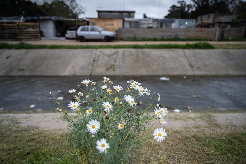 Plantación de flores del programa Mujeres que Reverdecen en el barrio Bajo Valencia