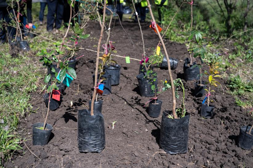 Plantación de flores con participantes del proyecto «Mujeres que Reverdecen» en el arroyo Mendoza