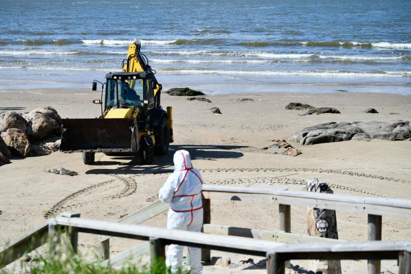 Operativo de CECOED en playa Verde por prevención de gripe aviar