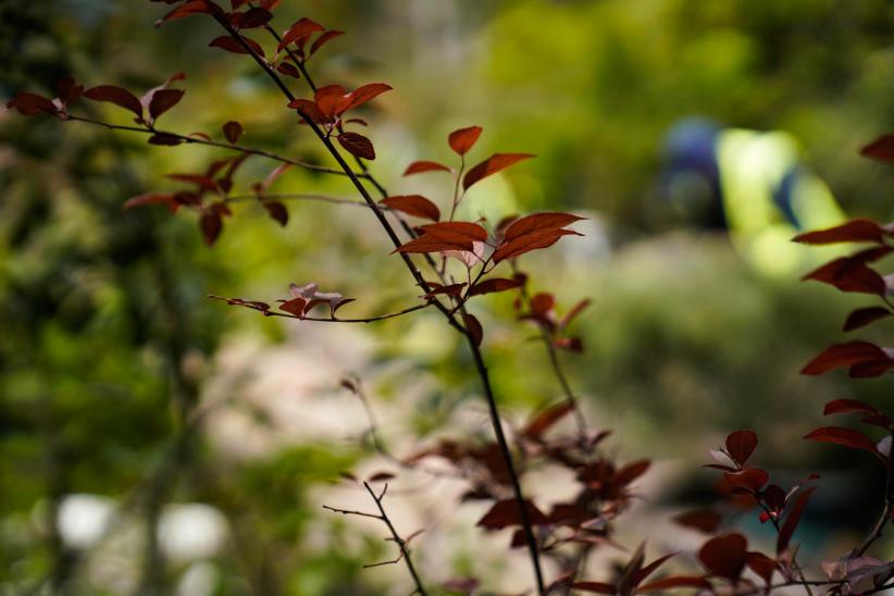 Plantación de bosques urbanos en el Jardín Botánico , 17 de Octubre 2023