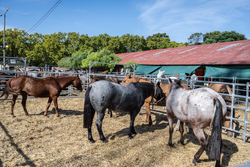 Recorrida con representantes de la Facultad de Veterinaria en la Semana Criolla 2024 