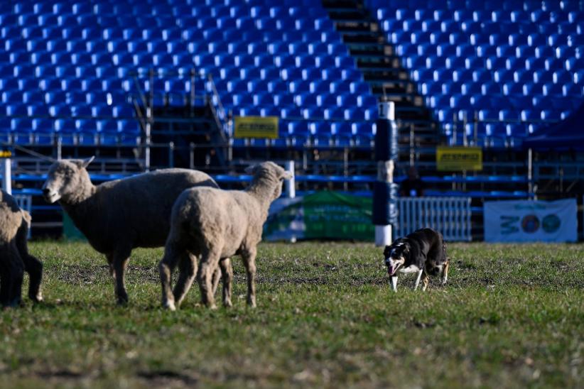 Demostración de perros de trabajo por Border Collies del Este