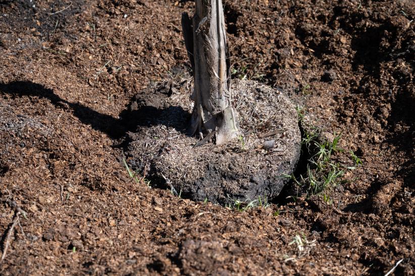 Plantación de árboles en conmemoración del Día de la Nación Charrúa y la Identidad Indígena de Uruguay