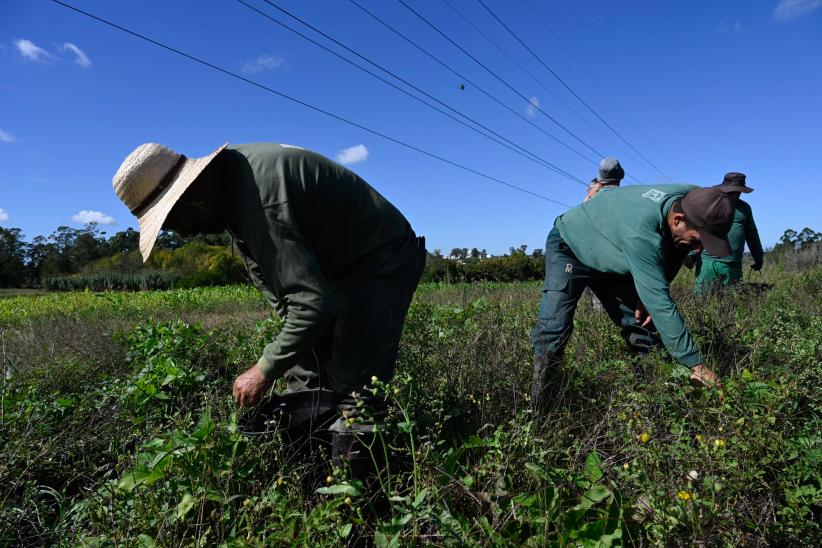 Trabajadores Rurales, dia del trabajador Rural, 30 de abril 2024