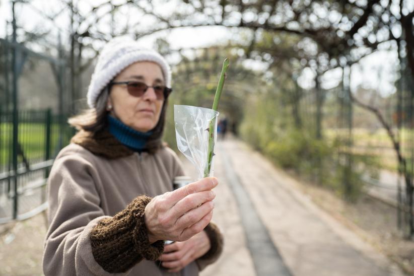 Entrega de estacas de rosas en Rosaleda del Prado