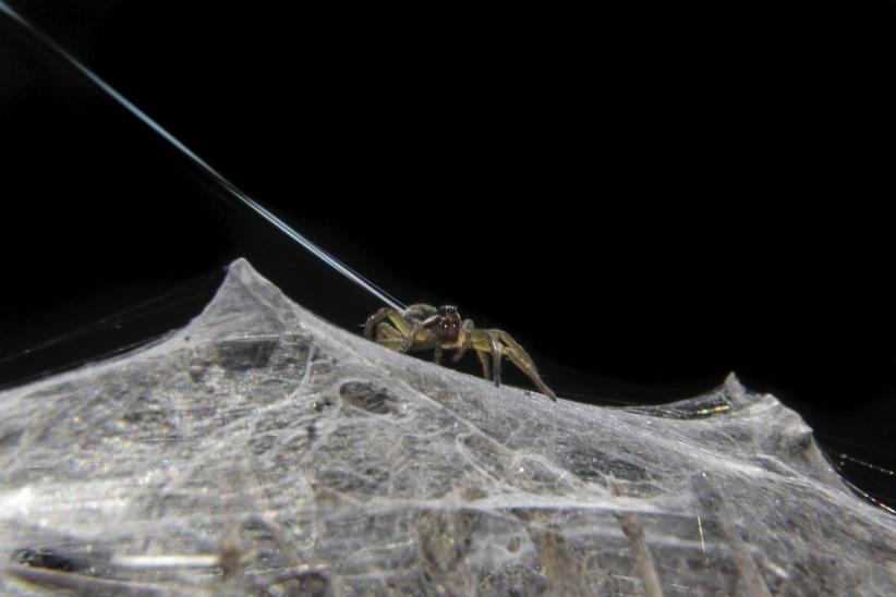 Viajeras de ocho patas, Diapontia uruguayensis. Vergara, Treinta y Tres, 2015