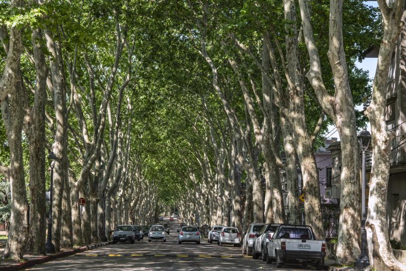 Platanus x acerifolia (plátano híbrido) Avenida 19 de Abril, entre Lucas Obes y Atilio Pelosi