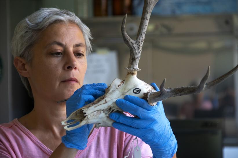 Zooarqueología: el futuro escrito en los huesos.  Federica Moreno prepara un fragmento de mandíbula para la toma de muestras destinadas al análisis de adn por secuenciación masiva. iibce.