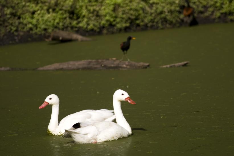 Parque Lecocq