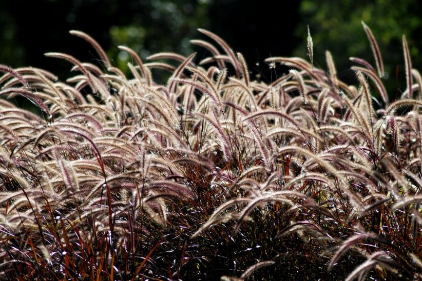 jardin botanico