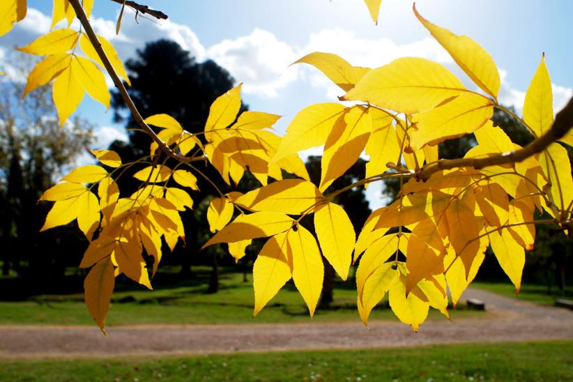 jardin botanico