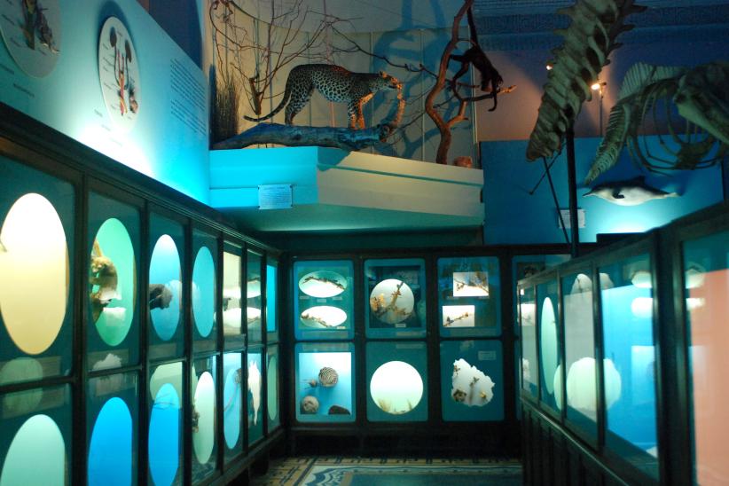 Museo Oceanografico Damaso Antonio Larrañaga