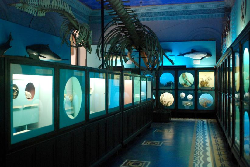 Museo Oceanografico Damaso Antonio Larrañaga