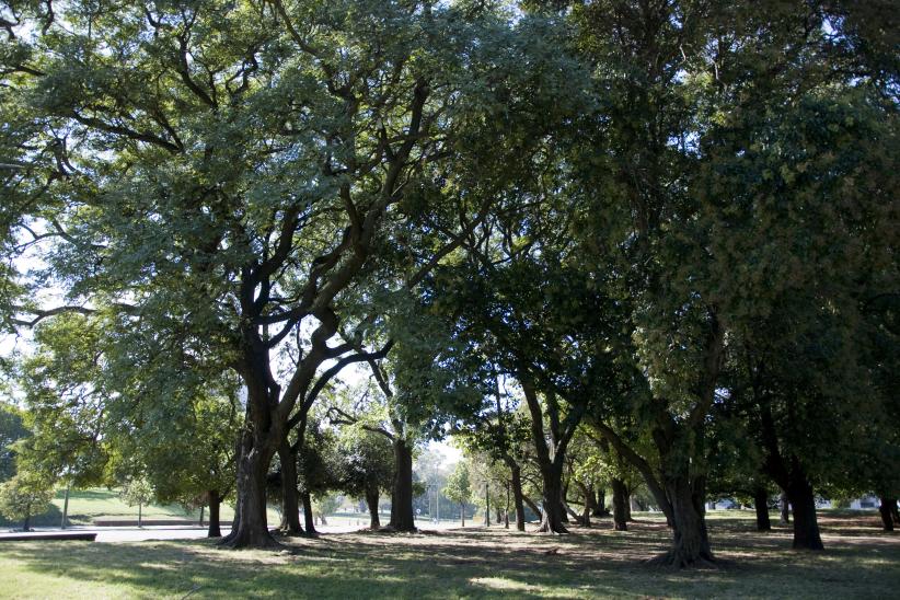 Parque Batlle