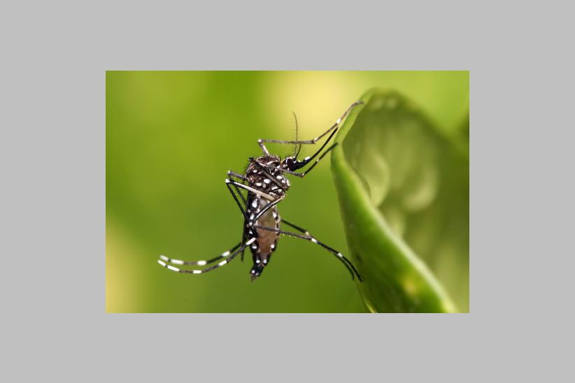 Aedes aegypti