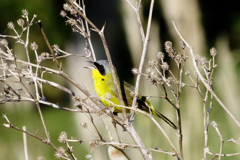 Arañero cara negra - Geothlypis aequinoctialis