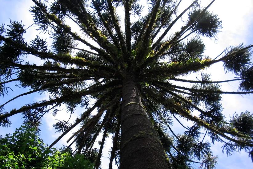 Araucaria