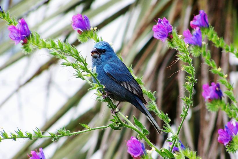 Azulito - Cyanoloxia glaucocaerulea