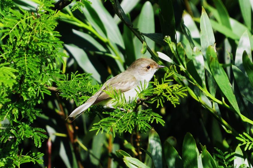 Barullero - Euscarthmus meloryphus