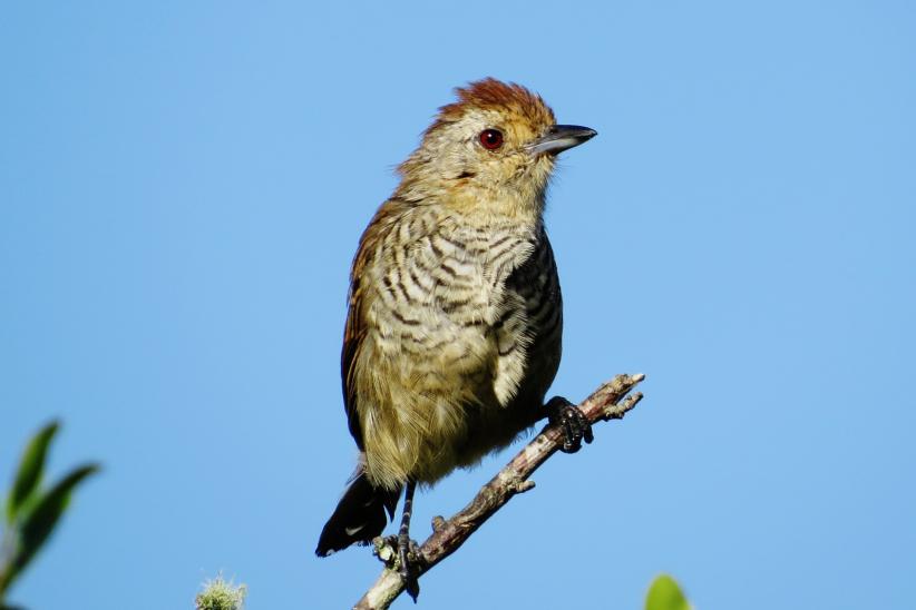 Batará parda - Thamnophilus ruficapillus