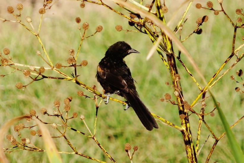 Boyerín - Icterus cayanensis