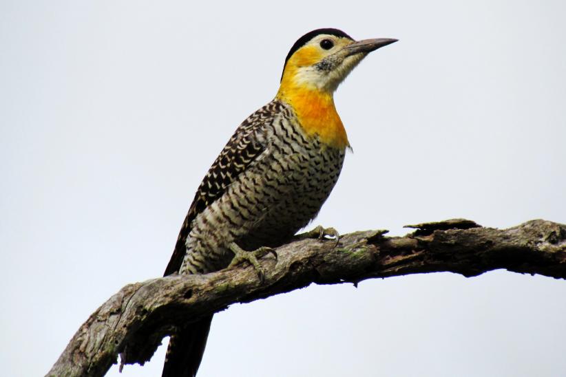 Carpintero campestre - Colaptes campestris