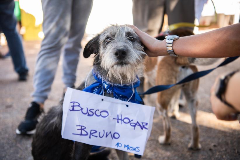 Jornada de adopción de animales de compañia organizada por la Asociación Animalista LIBERA