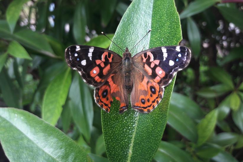 Dama pintada - Vanessa braziliensis