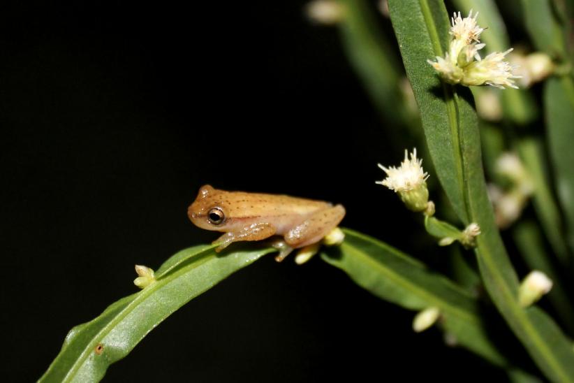 Ranita enana de Sanborn - Dendropsophus sanborni