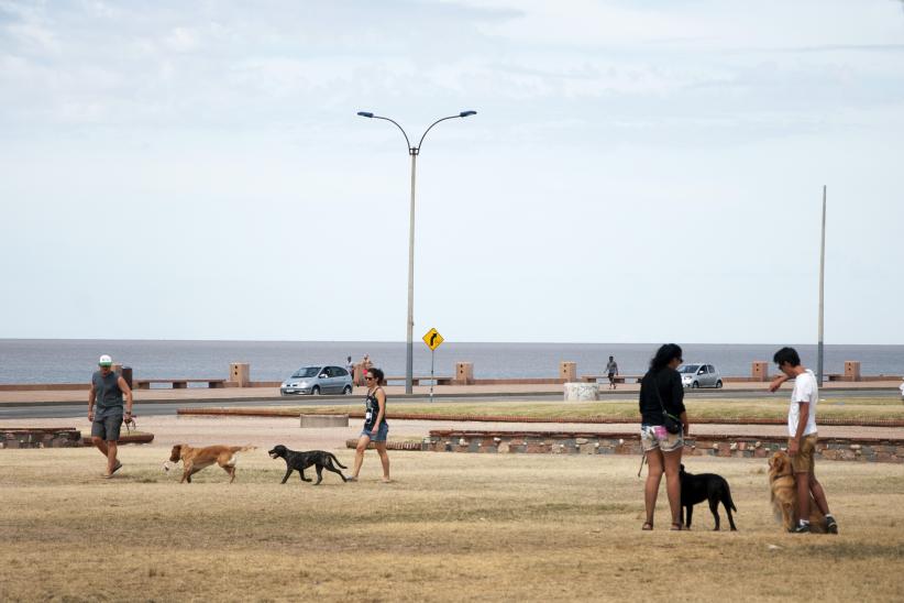 Área habilitada para perros sueltos. Rambla y Barrios Amorín.