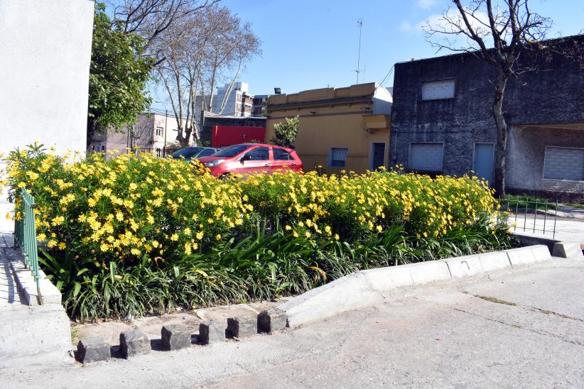 Jardin de LLuvia Florecido en Antonio Machado Guaviyu y Lorenzo Fernandez