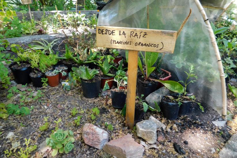 Vivero de Cedel Carrasco