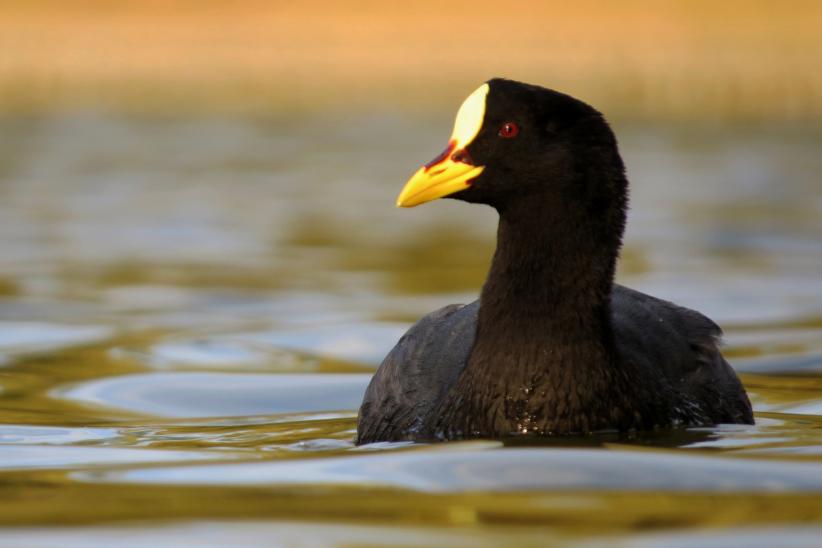 Gallareta ligas rojas - Fulica armillata