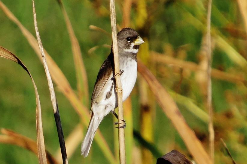 Gargantillo - Sporophila caerulescens