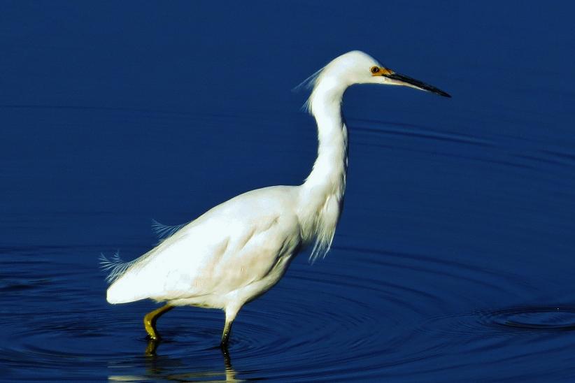 Garza blanca chica - Egretta thula