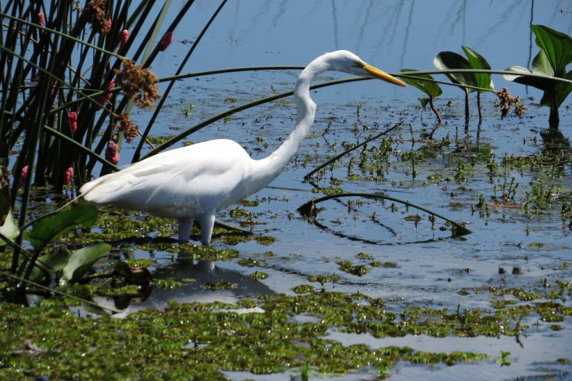 Garza blanca grande - Ardea alba