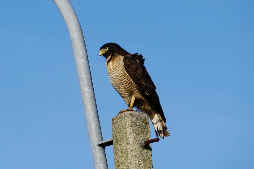 Gavilán común - Ruponis magnirostris