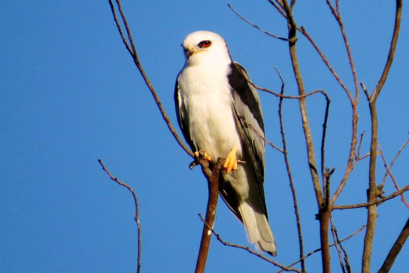 Halcón blanco - Elanus leucurus